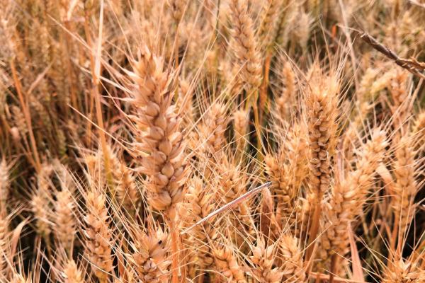 衡观35小麦品种简介，产量通常为500-550kg