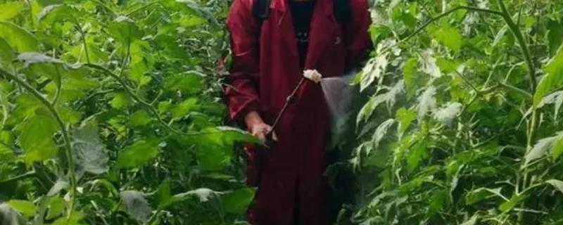 蔬菜菌核病和根肿病的农药处理技巧，二者的防治方法不同