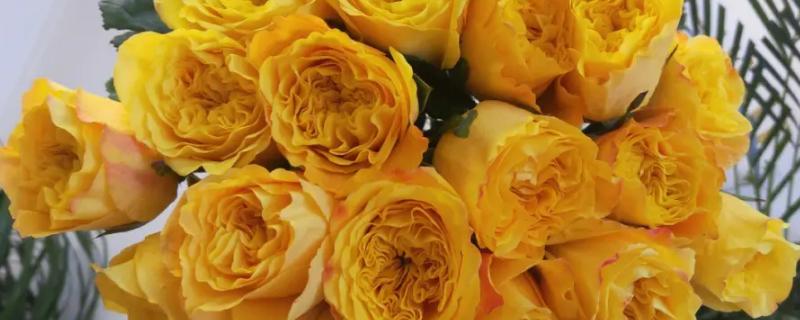 橙黄色玫瑰的花语是什么，花语是羞涩、神秘的爱等