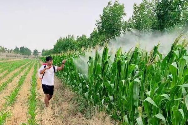 种下玉米打草甘膦会损害吗，需按照说明正确操作