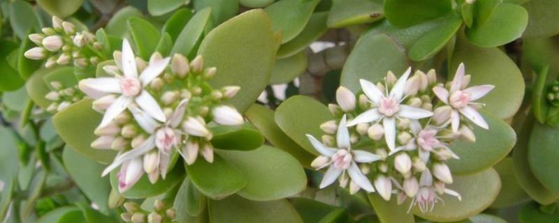 燕子掌的开花条件，要达到一定的树龄和温度才可以