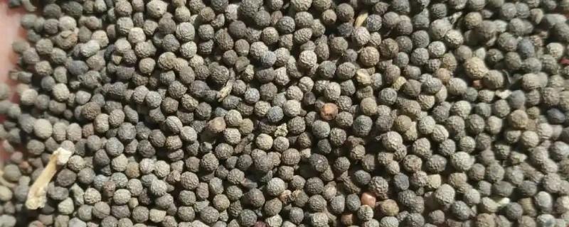 花菱草种子的种植方法，通常在春秋两季播种