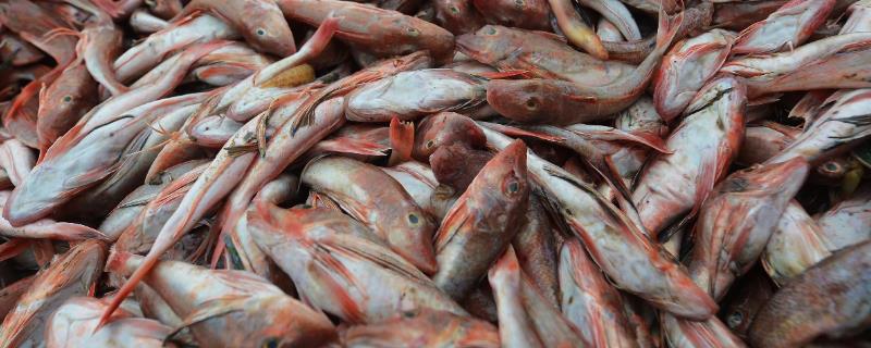 红头鱼是什么鱼，是鲉形目鲂鮄科红娘鱼属的鱼