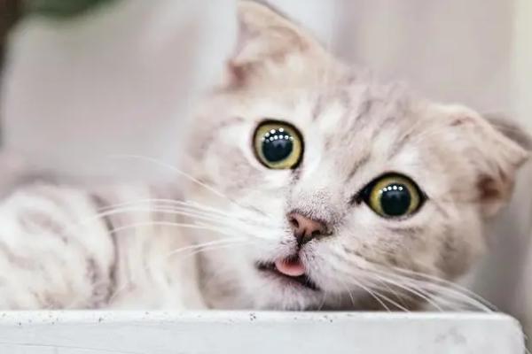为什么猫的眼睛会发光，其工作原理类似一面镜子