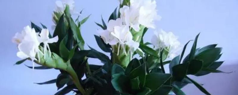 姜花杆怎么养，可放置在水中养殖