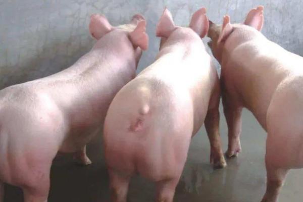 什么是三元猪，不是指某个品种、而是指一种杂交模式