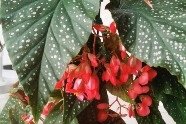 竹节秋海棠是什么，属多年生常绿草本植物