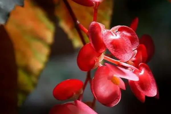 竹节秋海棠是什么，属多年生常绿草本植物