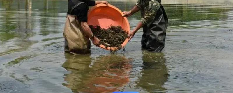 春季怎么养殖河蟹，连续遇到阴雨天气时要增加池水深度