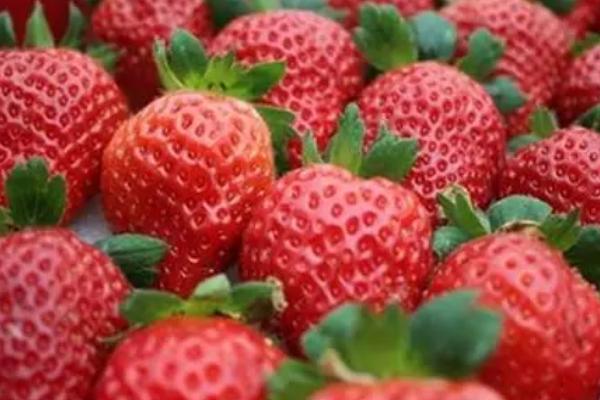 南方适合种什么品种的草莓，常见的有红颜草莓、章姬草莓、雪蜜草莓等