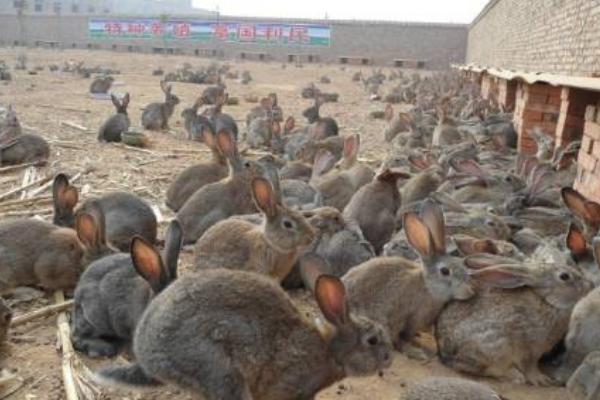 野兔散养场地的建设方法，需要建设仿野生环境