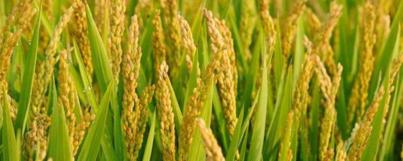 隆晶优玛占水稻品种简介，适时播种