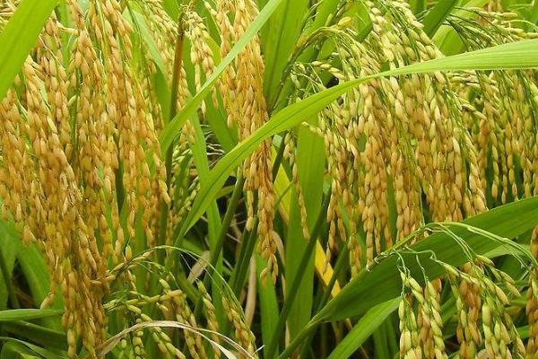 川浙优536水稻种子特点，肥力偏低田块适当增加密度