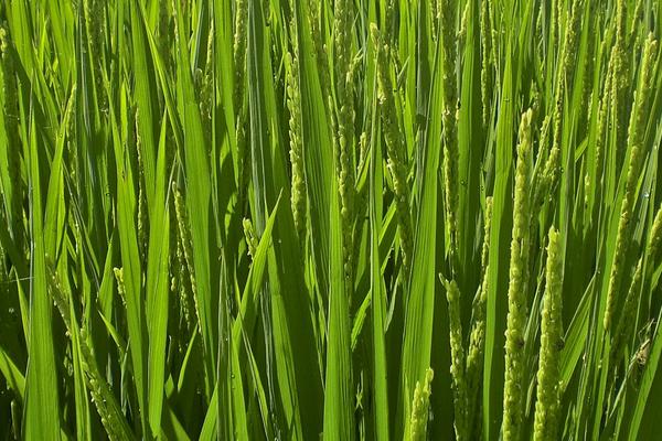 川浙优536水稻种子特点，肥力偏低田块适当增加密度
