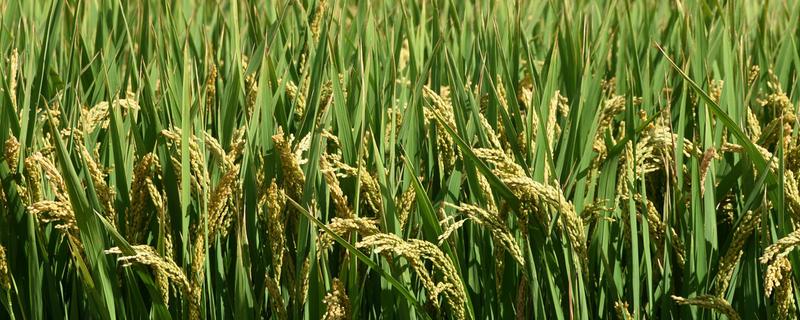 晶泰优广丝苗水稻种子特点，每亩有效穗数19.3万穗