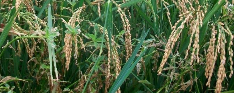 吉优258水稻品种简介，籼型三系杂交水稻品种