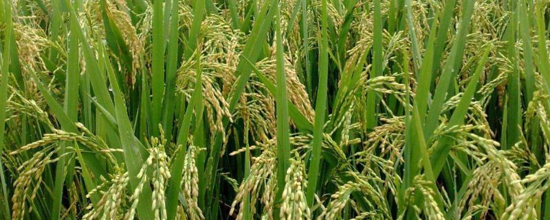 中广两优2877水稻品种简介，每亩有效穗数20.6万穗