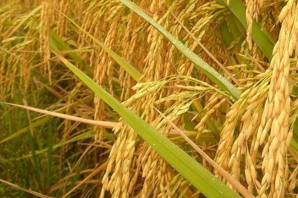 中广两优2877水稻品种简介，每亩有效穗数20.6万穗