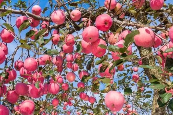 适合南方种植的苹果品种，适合种植泰山早霞、夏红苹果和华丹苹果