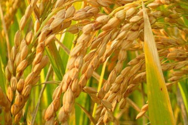 川种优1066水稻种子特征特性，一般长江下游稻区5月中旬播种