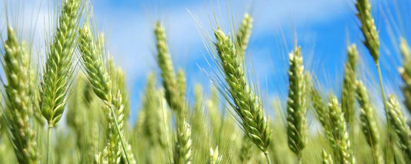 银兴206小麦种子介绍，每亩基本苗15万左右