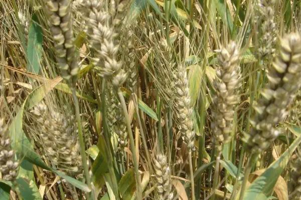 济麦54小麦种子简介，适宜播期10月中旬