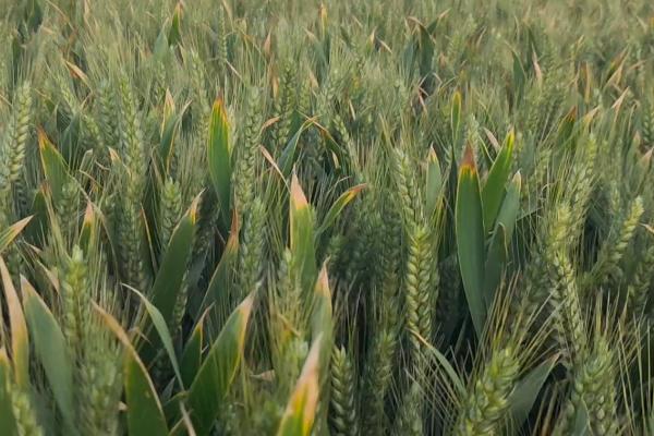 红地33小麦品种的特性，高抗倒伏