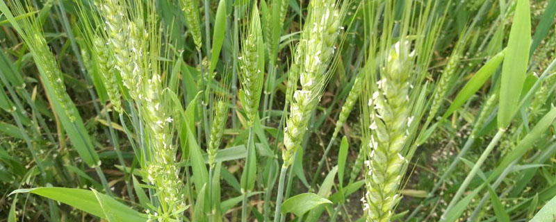 精华麦303小麦品种简介，每亩基本苗15-18万