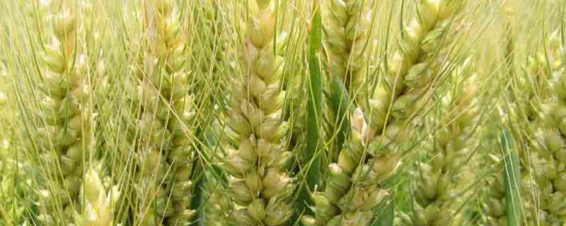 山农67小麦品种的特性，适宜播期10月7日～15日
