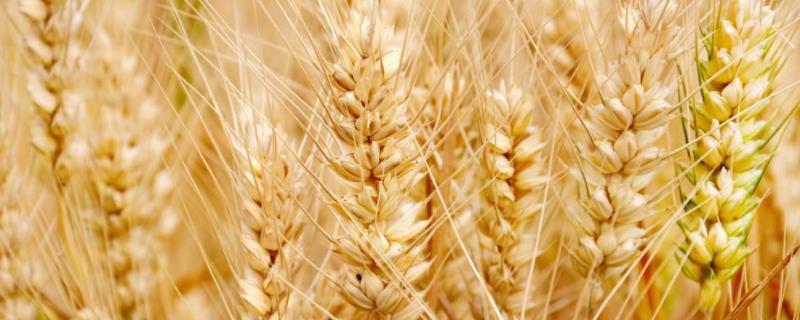 济农107小麦品种简介，每亩基本苗12-15万
