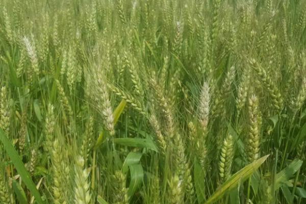 济麦33小麦种子特征特性，每亩基本苗18万左右