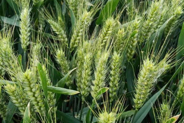 银兴206小麦种子介绍，每亩基本苗15万左右