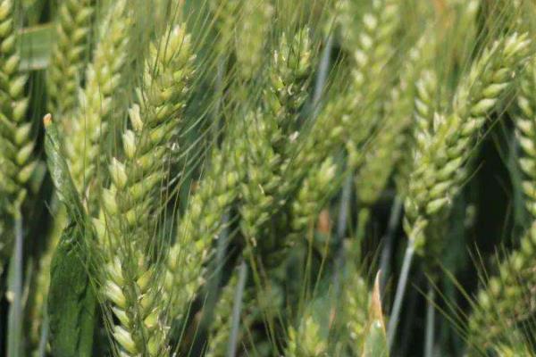 济麦54小麦种子简介，适宜播期10月中旬