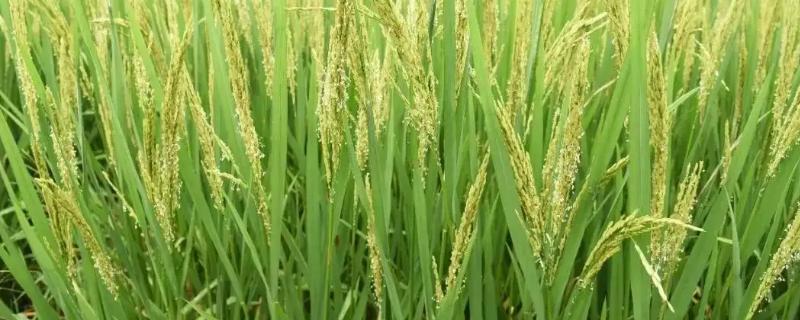玖两优龙占水稻品种简介，籼型两系杂交水稻品种