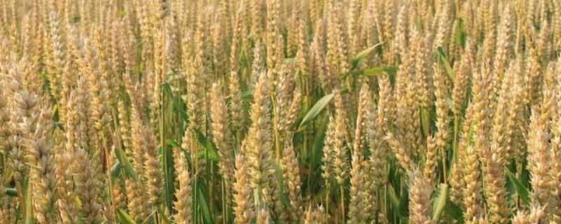 山农65小麦品种简介，适宜播期10月上旬