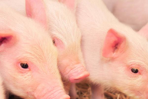 猪大肠杆菌病的防治方法，可加强管理并及时疫苗注射
