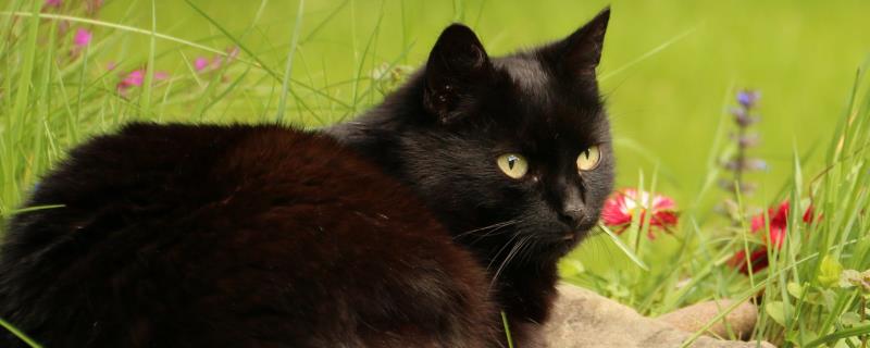 纯黑的猫咪品种，有蒂凡尼猫、曼德勒猫、中华田园猫等