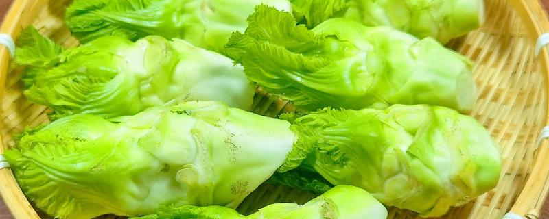 儿菜种植技术要点，通常在8-9月份种植