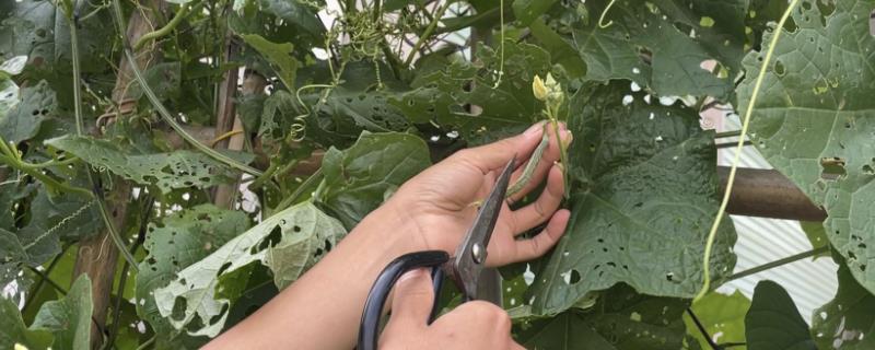 怎么给丝瓜修枝，结出丝瓜之后再修剪比较好