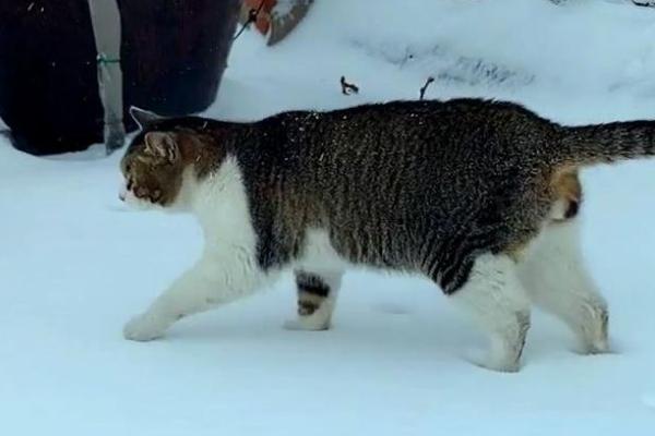 猫咪走路走不稳的原因，可能是关节受伤了或胡子被剪掉了