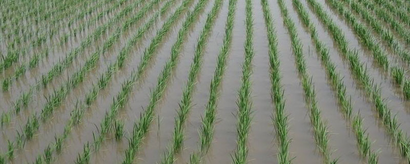 龙两优粤禾丝苗水稻品种的特性，秧田亩播种量15千克