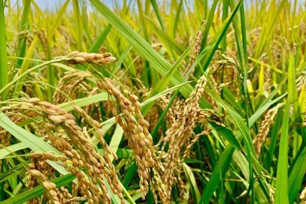 卓两优0985水稻品种简介，每亩有效穗数15.5万穗