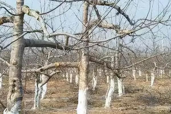 苹果树冻害的原因，气温土壤骤降会导致冻害