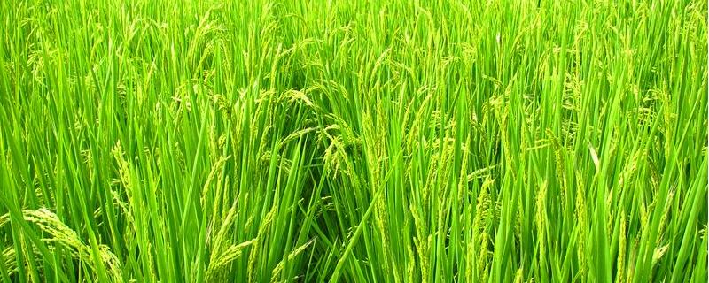 荃两优1606水稻品种简介，全生育期129.5天