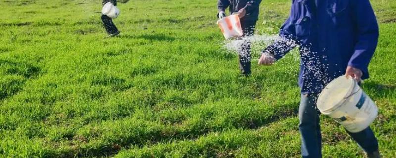 什么时间施小麦苗肥，3叶期或3叶1心期追施分蘖肥