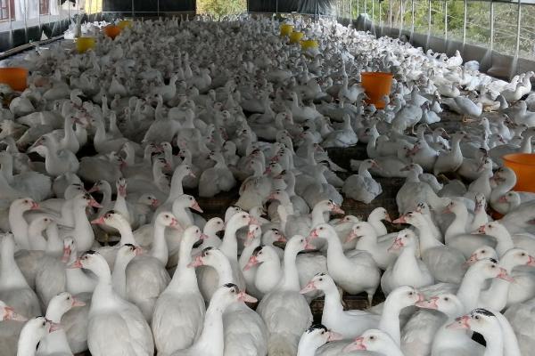 如何养殖番鸭，雏鸭每天至少要饲喂5-6次