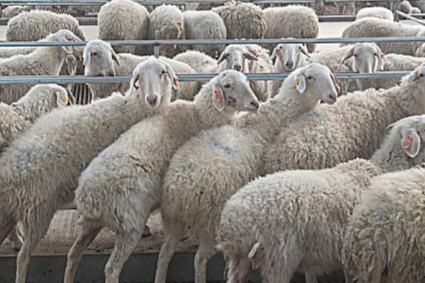 圈养羊如何正确喂养，要定时定量进行饲喂