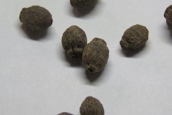 紫茉莉种子在哪里有卖，在花卉市场和种子公司都能买到