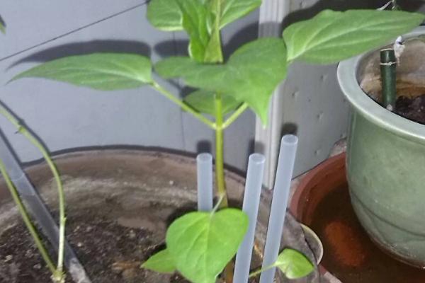 紫茉莉种子在哪里有卖，在花卉市场和种子公司都能买到