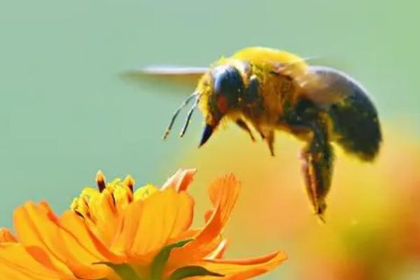木蜂的种类，常见的有中华木蜂、竹木蜂、长木蜂等